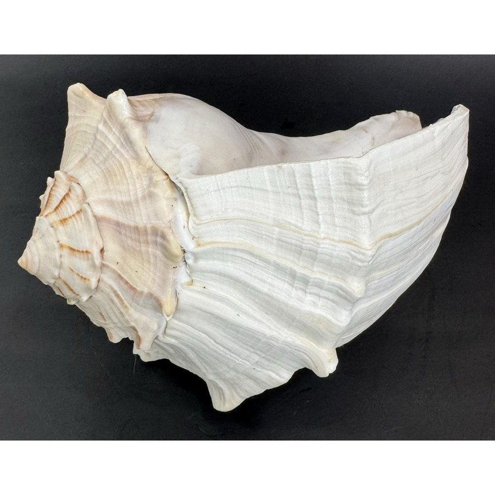 Large Natural Lightning Whelk Sea Shell 10.5" Coastal Beach Nautical Ocean Decor - Picture 8 of 12
